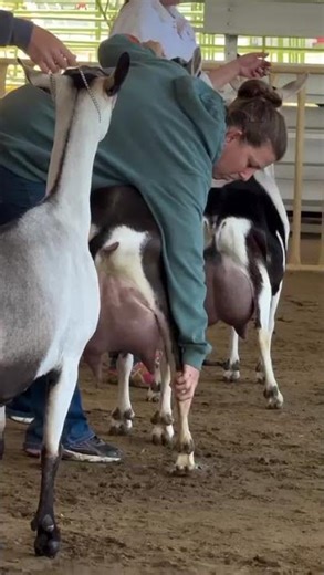 Heavy Milk Producing Goat | High Milk Dairy Goat 🐐🥛
