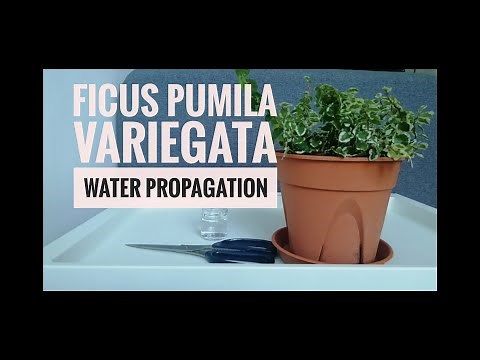 How to Propagate Ficus Pumila Variegata in Water