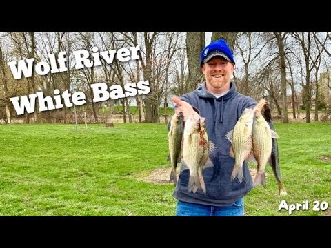 White Bass on the Wolf River | Wolf River Rig for White Bass in Spring