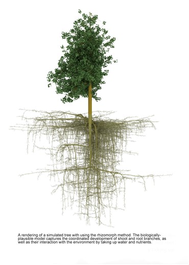 Getting to the root of the problem in tree digital twin models