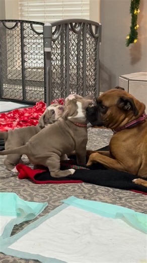 These pups’ Auntie Pupcake is so patient with them. She lets them climb all over her and snuggle with her. | The Thomas Pups