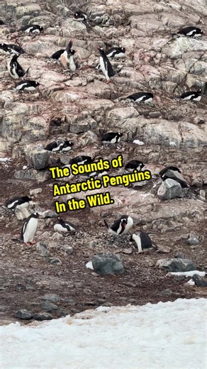 The Sounds of Antarctic Penguins in the Wild