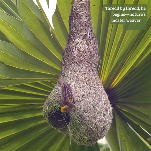 121K views · 4.9K reactions | Woven With Love: The Incredible...