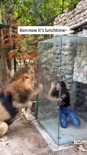 Crazy Lion Moments: A Blend of Danger and Comedy