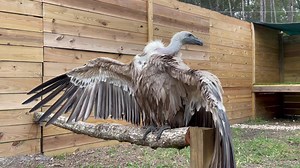 1.1K views · 36 reactions | Olympia the Eurasian griffon vulture is preening her feathers and spreading her nine-foot wingspan after a bath  | North Florida Wildlife Center | Facebook