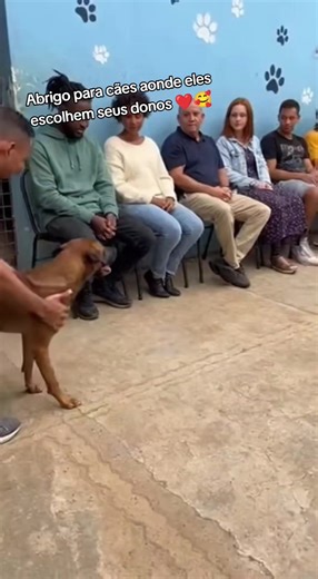 Abrigo Especial onde Cães Escolhem Seus Donos