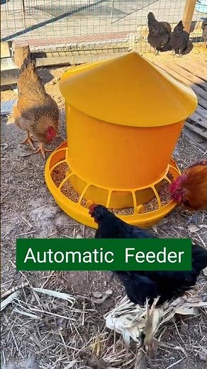 Top Automatic Chicken Feeder | Keep Your Chickens Fed Without Daily Refills #diytools