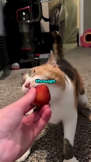 He Walks Differently, But Loves Life the Same 🐾🍓