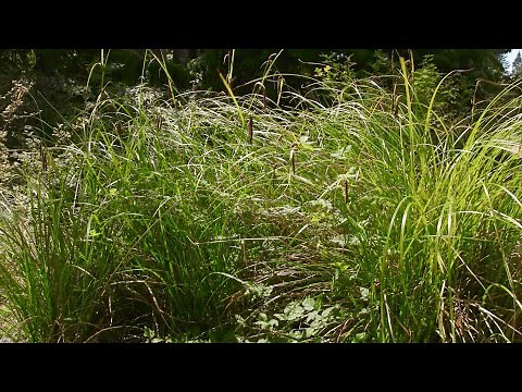 sedges - Carex spp. Identification and characteristics