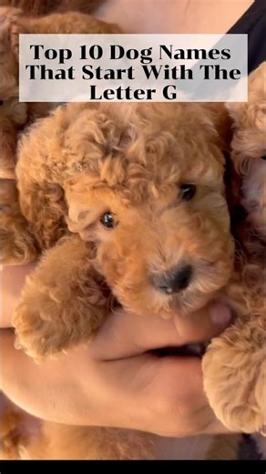 👉 Cute Dog Names That Start With G 🐶 #cutedogs