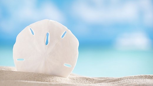 What Are Sand Dollars And Why Should You Leave Them On The Beach?