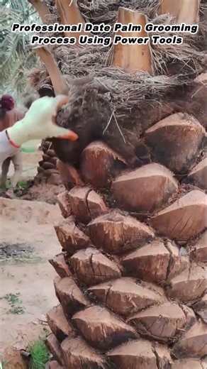 Professional Date Palm Grooming Process Using Power Tools