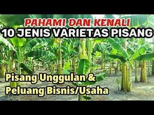 Mengenali dan Memahami 10 Jenis Varietas Tanaman Pisang Di Indonesia