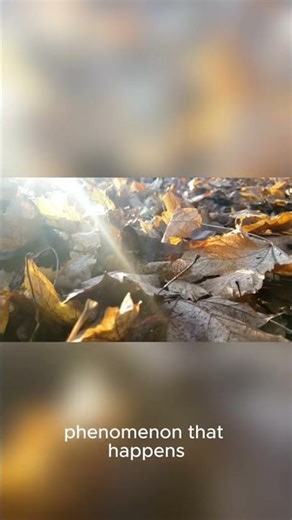 The Mysterious Moving Shadow: Nature's Coolest Trick