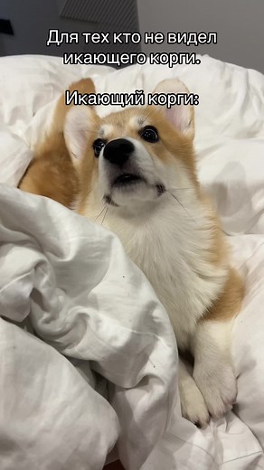 Adorable Corgi Oliver Hilariously Hiccups