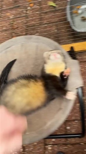 ferrets for adoption and rehom (@ferrets.for.adopt77)’s videos with original sound - ferrets for adoption and rehom