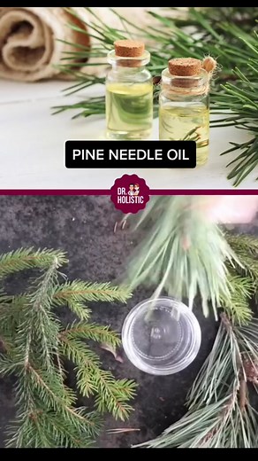 This powerful pine needle oil made of foraged pine needles and warming spices makes an excellent skin care oil that will enhance your skin & hair, fight sinus infections, relieve stress & anxiety, Reduce inflammation. ✨ GOD BLESS ✨ #naturalremedies #homeremedy #holistichealth