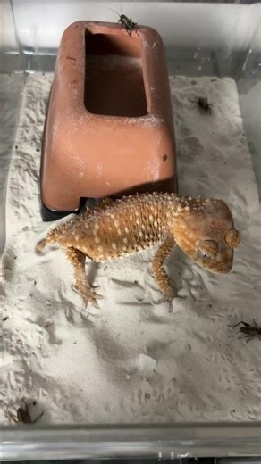 【オニタマオヤモリ】 Central rough knob-tailed gecko / Nephrurus amyae #shorts