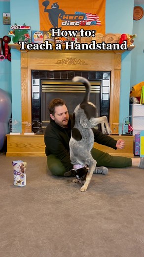 Handstand Trick Training for Dogs
