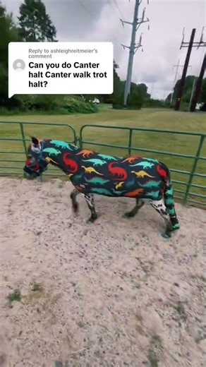 Voice commands! #shorts #shortsvideo #horse #equestrian #pony #fypyoutube