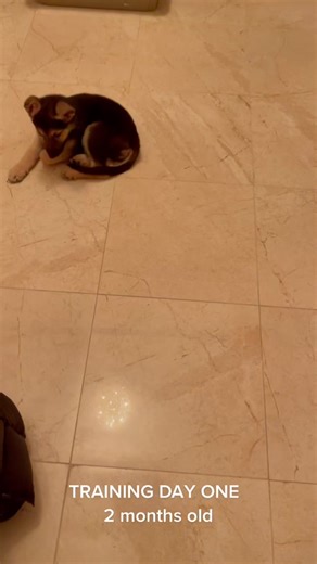 German Shepherd Puppy Obedience Training Journey