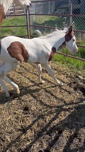 Twisted Pine Paints on Reels