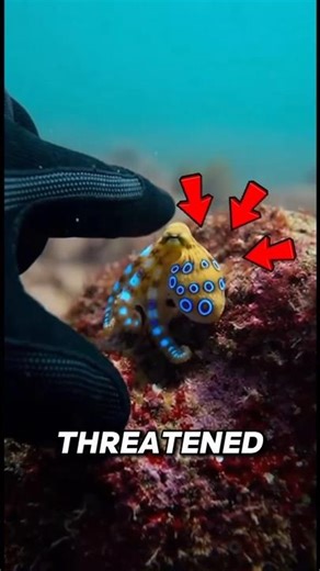 “Cute but Deadly? Meet the Blue-Ringed Octopus 🐙💙”