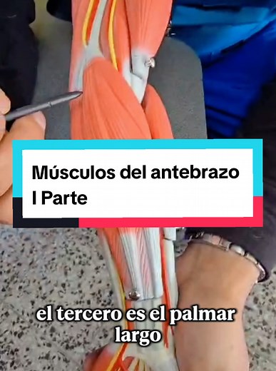 Músculos del antebrazo, compartimiento anterior 💪 #cirugía #Medicina #anatomía #salud #dryanescirujano