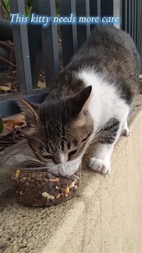 This kitty needs more care,#kitty,#kitten,#cat,#life,#travel,#city,#pet,#animal