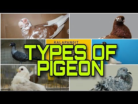 TYPES OF PIGEON / TOP LIST PIGEONS