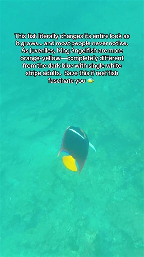 Explore King Angelfish Color Changes and Behavior