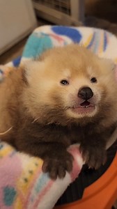 28K views · 915 reactions | Nima and Dawa are red-y for their next...