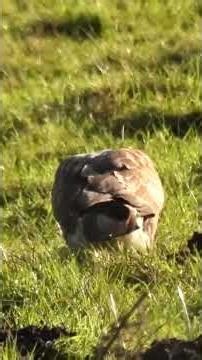 Wild Garden Awayday Buzzard #shorts