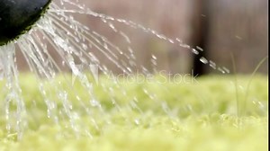 Move methodically from plant to plant, ensuring adequate amount of water