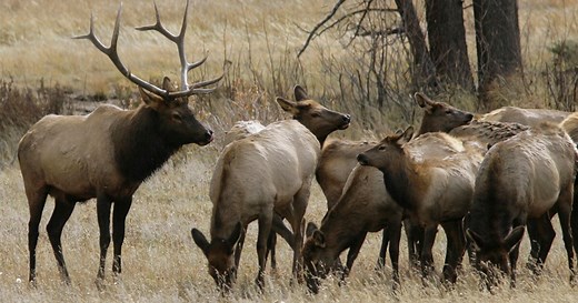 Hunters Last Call: Applications for Colorado's big game primary draw due April 1