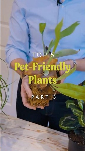 Top 5 Pet Friendly Plants 🐾 | #3 Staghorn Fern!