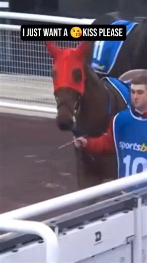 864K views · 114K reactions | Mutual♥️ #horse #kiss #groom #lovethehorse #horsesoftiktok #horseracing | Horse Racing Away Days | Facebook