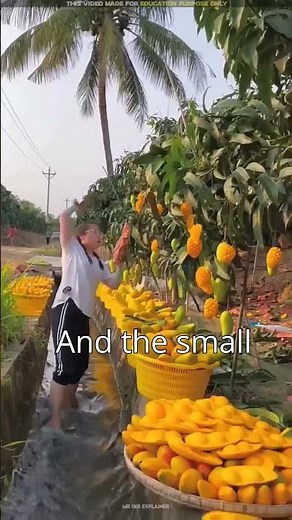 How china goes giant seedless mangoes. 🥭