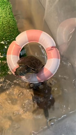 4.7K views · 159 reactions | good morning #foryou #turtles #turtlesoftiktok #turtle #reptile #tank #animals #fyp #cuteness #cute #fypシ゚viral #turtletok #foryoupage #reptilesoftiktok #turtlelover | TurtleNest Diaries | Facebook