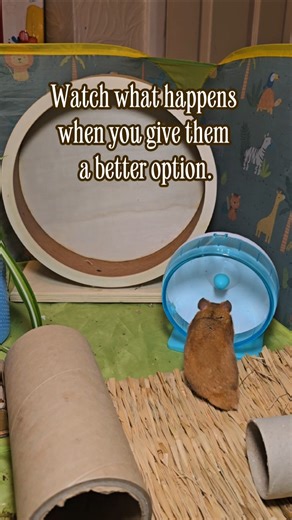 Watch What Happens When You Give a Hamster a Choice! 🐹 | Stop Buying These Dangerous Hamster Wheels!