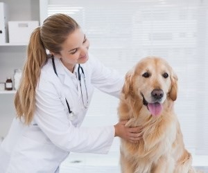 #1 Vets Wheeler Heights NSW - Visit Great Animal Hospital Today