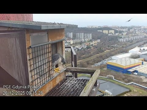 Sokół - Gdynia - Koksinka zaprasza - 26-12-25- g. 9.14