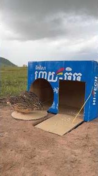 Technique Creative Quick Quail Trap Using Cardboard Box #camping #outdoors #bushcraft