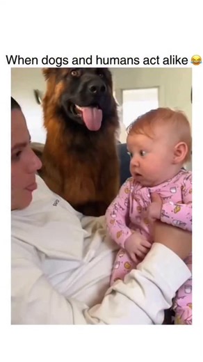 TRENDVERSE📈 on Instagram: "This compilation captures those weirdly perfect moments where owners and their pups move in sync like they share one brain cell. From identical sleeping positions on the couch to simultaneous yawns and matching “did you just see that?” facial expressions, the resemblance goes way beyond cute. Calm humans have mellow dogs, high-energy people have four-legged chaos machines, and lazy Sundays clearly influence both sides of the leash. Walks turn into synchronized routine