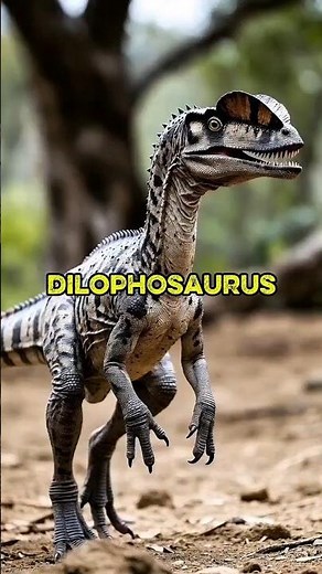 Early Jurassic crested predator, famously inaccurate frill and venom in fiction. #dilophosaurus