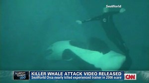 Video reveals SeaWorld orca attack | CNN