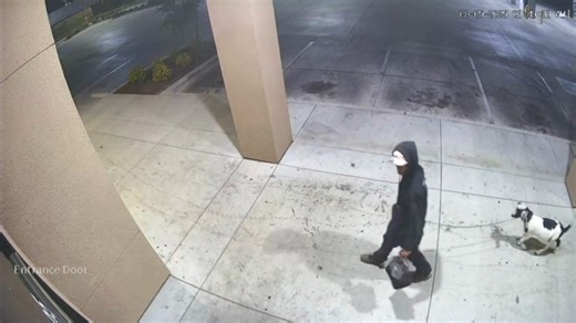 376K views · 2K reactions | A man with a pet goat was caught on camera breaking into Curry Pizza Company in Fresno. MORE: https://bit.ly/41nQFaM (Courtesy: The Curry Pizza Company) | FOX26 | Facebook