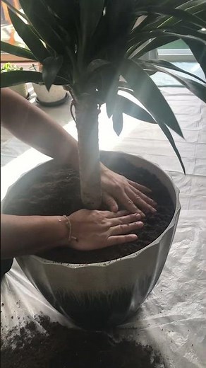Yucca (Repotting)