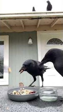 Feeding Crows