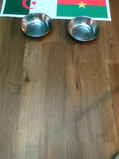 Algeria vs. Burkina Faso Oracle Cat predicts: 2:0 Algeria What’s your prediction? #OracleCat #AFCON #predictions #catprediction